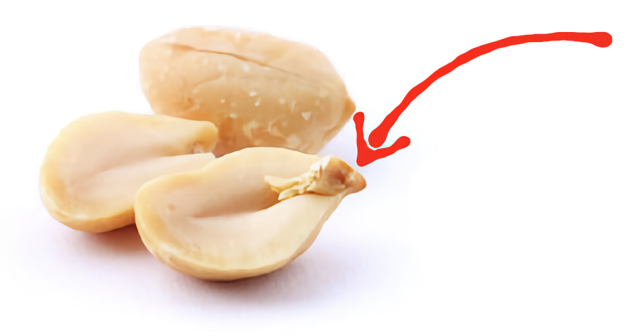 A peanut, and two half peanuts, with an arrow pointing at the nub on half peanut