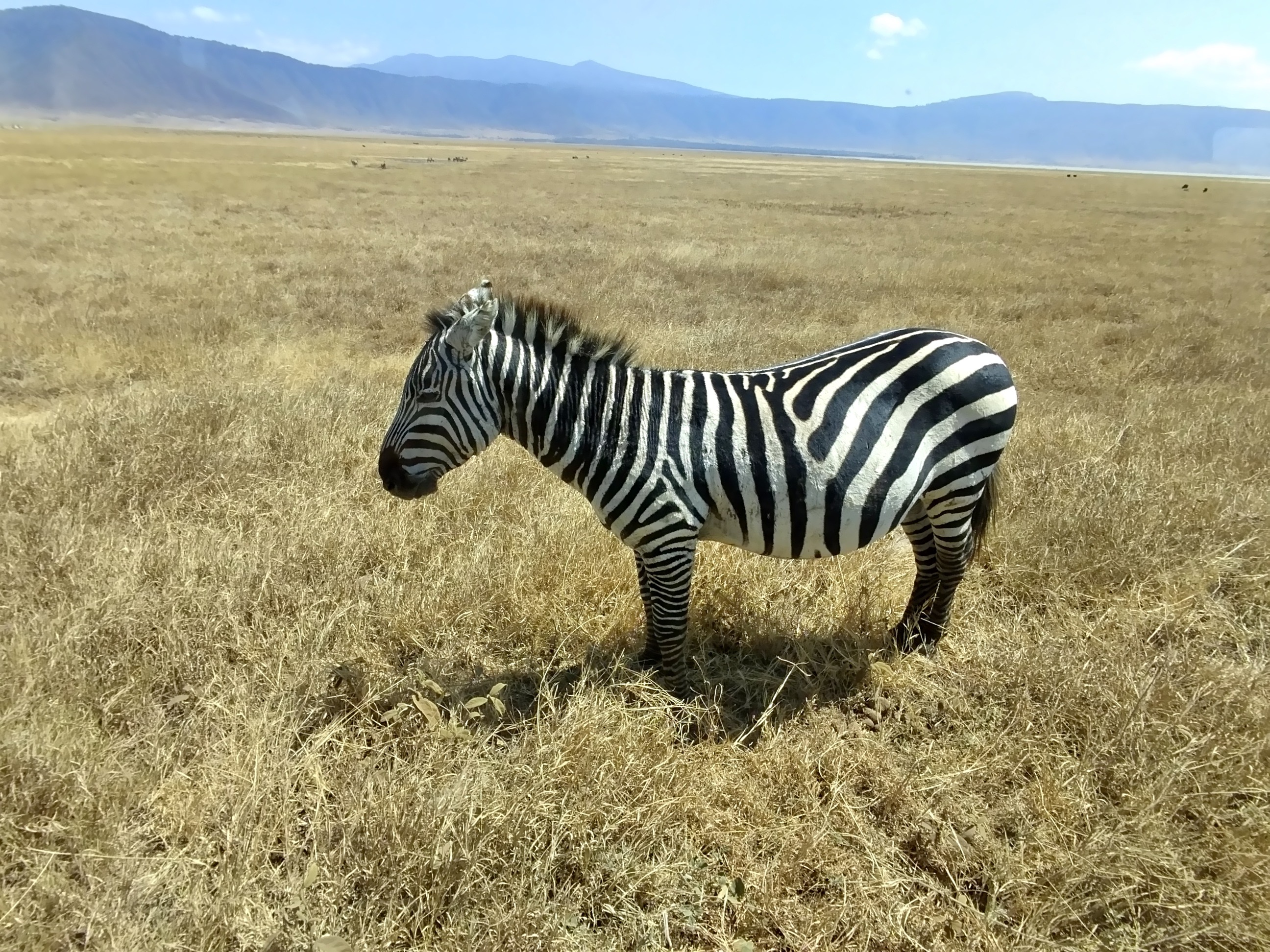 A zebra in Tanzania